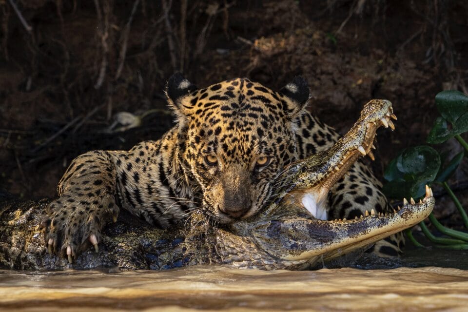 2024 Nature Photography Winner showing a tiger biting a crocodile underwater